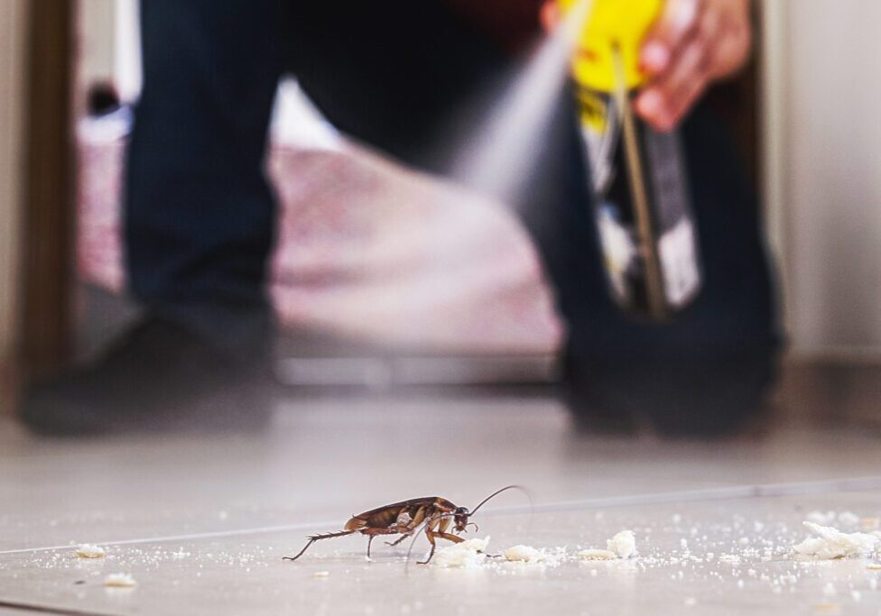 cockroach being killed indoors, aerosol poison spray, insect infestation, insect detection
